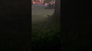 クラッキーと生き物たちと一緒に、太陽が沈み月が昇るのを眺める。#homestead #countrylife #sunset