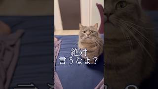 ママに内緒で猫に美味しいおやつをあげた結果...#shorts #マンチカン #猫