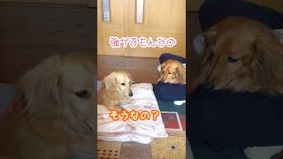 お姉ちゃん🩷 #ミニチュアダックス #ビションフリーゼ