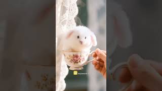 AI's Cute Bunny! Do u like it? #ai  #bunny  #pet  #aianimals   #supaworkai