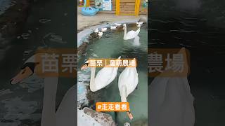 #走走看看 苗栗｜童萌農場 與可愛動物近距離互動！ #苗栗 #可愛動物 #景點 #農場 #2025