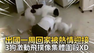 出國一周回家被熱情迎接　3狗激動飛撲像集體圍毆XD