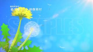 著作権フリー動画素材／商用利用可能／たんぽぽ4