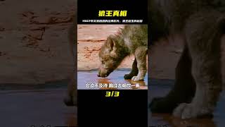 1962年實景拍攝的經典影片，狼王誕生的神奇故事 #经典影片 #真实事件 #丛林故事 #荒野被困 #登山挑战