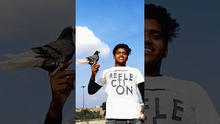 Trend pigeon with bike // pigeon video // Sultan pigeon