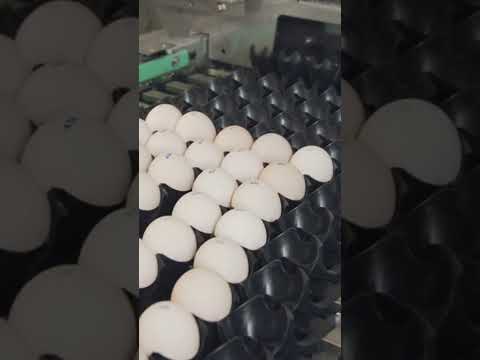 How 520M Chickens Are Raised by U.S. Farmers – Chicken Farming#chicken #poltryfarm #fastfood