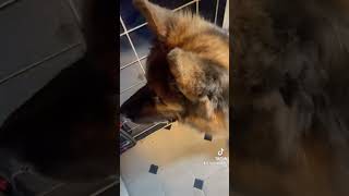 #why #myballs #washingmachine #dog #funny #ballswithjacketinwashingmachine #sosurprised