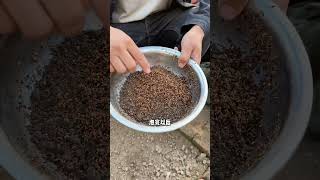 茼蒿怎么种植？怎么种茼蒿？#种植小技巧 #三农 #蔬菜种植 #茼蒿