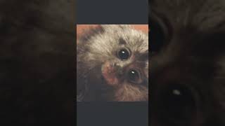 Monkey funny video🙉.#shorts#monkeyjokes #monkeys #jokeshorts #video #joke #Funny #monkeyvideo