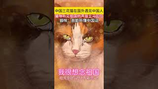 中國三花貓在國外遇到中國人，貓咪聽到咪咪立馬回應。 貓咪：我能聽懂中國話，祖先刻的記憶不能忘記。#三花貓 #暖心正能量 #溫暖瞬間 #人和動物和諧共處 #暖心壹幕 #大熱門 #心靈暖流 #感人壹幕