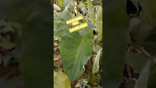 green and healthy plants  #bukidfeels #provincelife #green #plants #gardening #shorts #how #veggies