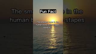 Allfacts #shorts #allfacts #funfacts