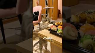 Котик украл рыбку 😂❤️ #истории #история #новости #новость #shorts