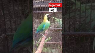 CUCAK RANTING GACOR DORRR #shorts #shortvideo #cucakrantinggacor