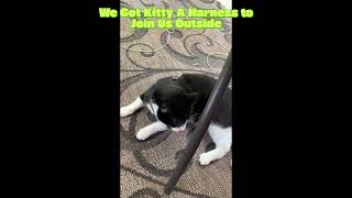 Indoor Cat’s OUTDOOR ADVENTURE!