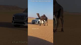 Dubai Black Camel Price #shortvideo #shortsfeed #viralvideo