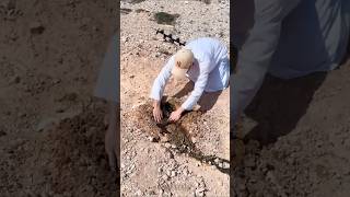 How come Dubai princesses become so rich in their childhood #shortsvideo #viralshorts #ytshorts