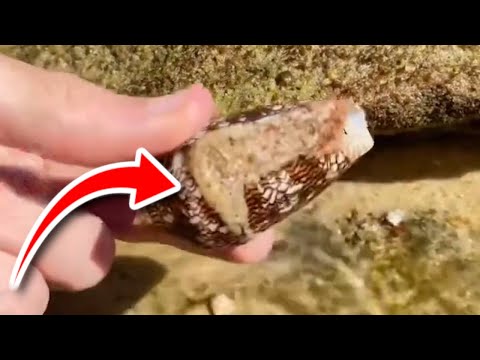 This Man Is Unknowingly Holding One Of The World's Deadliest Snails