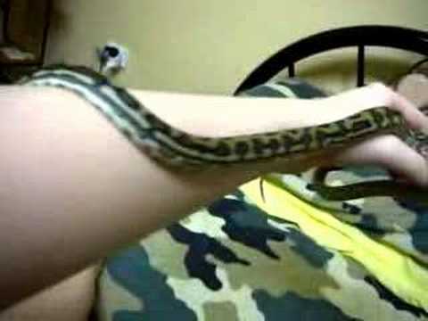 Morelia Spilota Mcdowelli - Coastal Carpet Python
