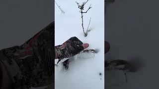 Yanking out the frozen bones! #hunting #shed #michigan #bbd #bigbuck #bowhunting #deer #hunt