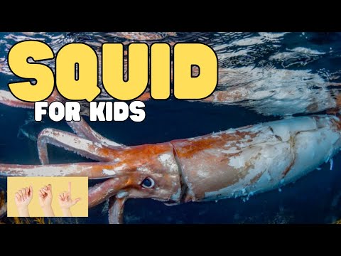 ASL Squid for Kids