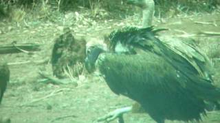 Kenya-禿鷹禿鸛搶食Vulture