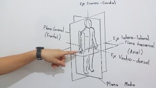 Introducción a la Anatomía