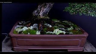 Preparation of bonsai pots for the exhibition - affixing of moss and pottery cleaning