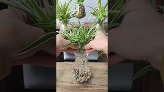 Chlorophytum can also be hydroponically cultivated, and the roots grow quickly in water