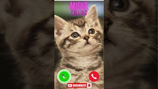 #MisheCalling#CatCalling#CuteCatCalling#CuteCatVideos#CatsForKids#ViralCat#FYP #ForYou