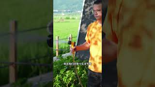 人生只活一次，除了好好体验别无意义 #向往的生活 #农场日常