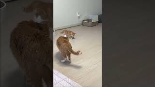 Cats playing😸#catplay#catfbreels #catknowledge #cat #catlover #catsofinstagram #cat #animals #funny