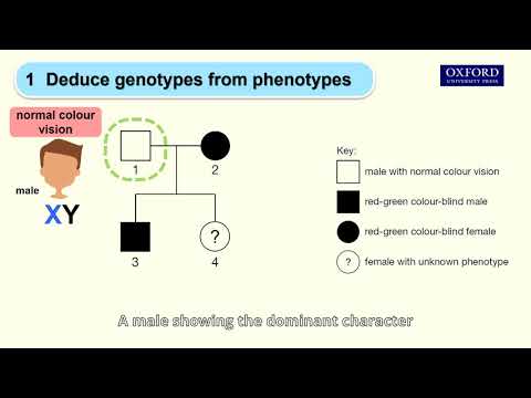 Online tutorial 25.2 Interpreting a pedigree showing the inheritance of a sex-linked characteristic