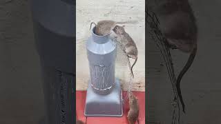 Best mouse trap plastic pipe/good rat trap at home #rattrap #mousetrap #rat #trap #mouse