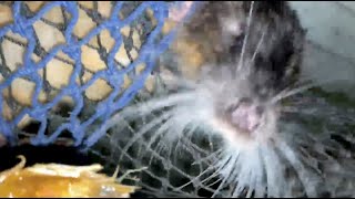 Native water rat (rakali) in care:  this is Remi the Ratbag