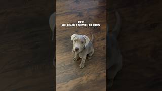 SILVER Lab Puppy ⁉️😍