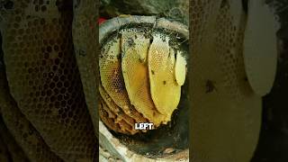 Honeycomb processed in strange way