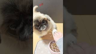 メシです #ペキニーズ #犬のいる生活