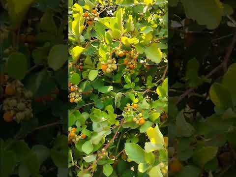 sweet fruit which is available in present season in Jingle❤️❤️🖤