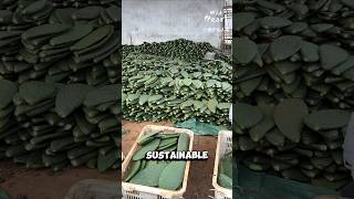 Why China Grows Cactus Now
