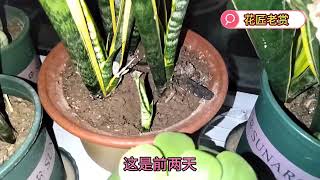 立秋以后气温回落，虎皮兰补水补肥很关键，新苗长的快。