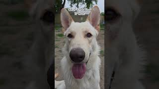 German Shepherd ❤️ #cute #dog #germanshepherd #pets #petlover #shorts