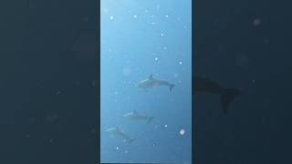 Dolphins in the wild!