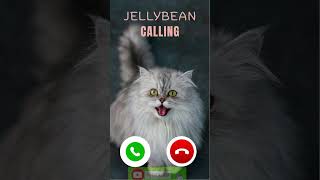 Subscribe and like plz#CatsForKids#CuteCatVideos#ViralCat#FYP #ForYou
