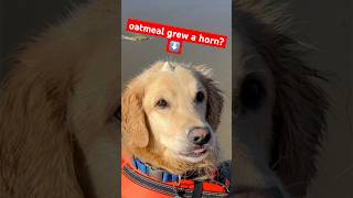 should I be worried? #BeachDog #goldenretriever #FunnyDog