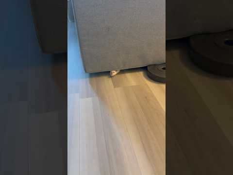 Sneaky little rat under the couch #petrats