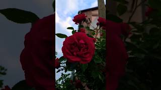 Beautiful flowers 😊❤️ #youtubeshorts #nature #naturestories #beautifulflowers #trending