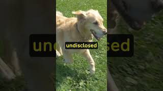 Xylitol: Silent Dog Killer #petsafety #petawareness #2024
