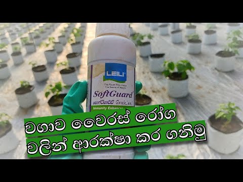 වගාව වෛරස් රෝග වලින් ආරක්ෂා කර ගනිමු | How to use Soft Guard  immune enhancer.