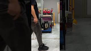 狗狗乱叫怎么办#训犬#狗狗上学 #广州宠物训练 #韶关宠物训练